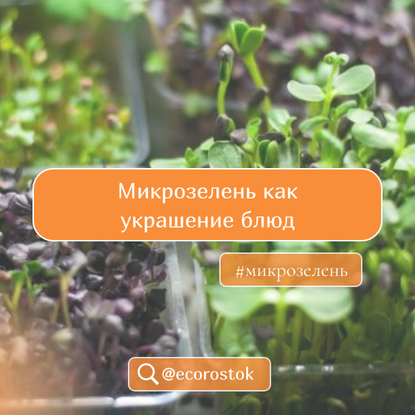 Микрозелень как украшение блюд. Как использовать микрозелень для оформления блюд?