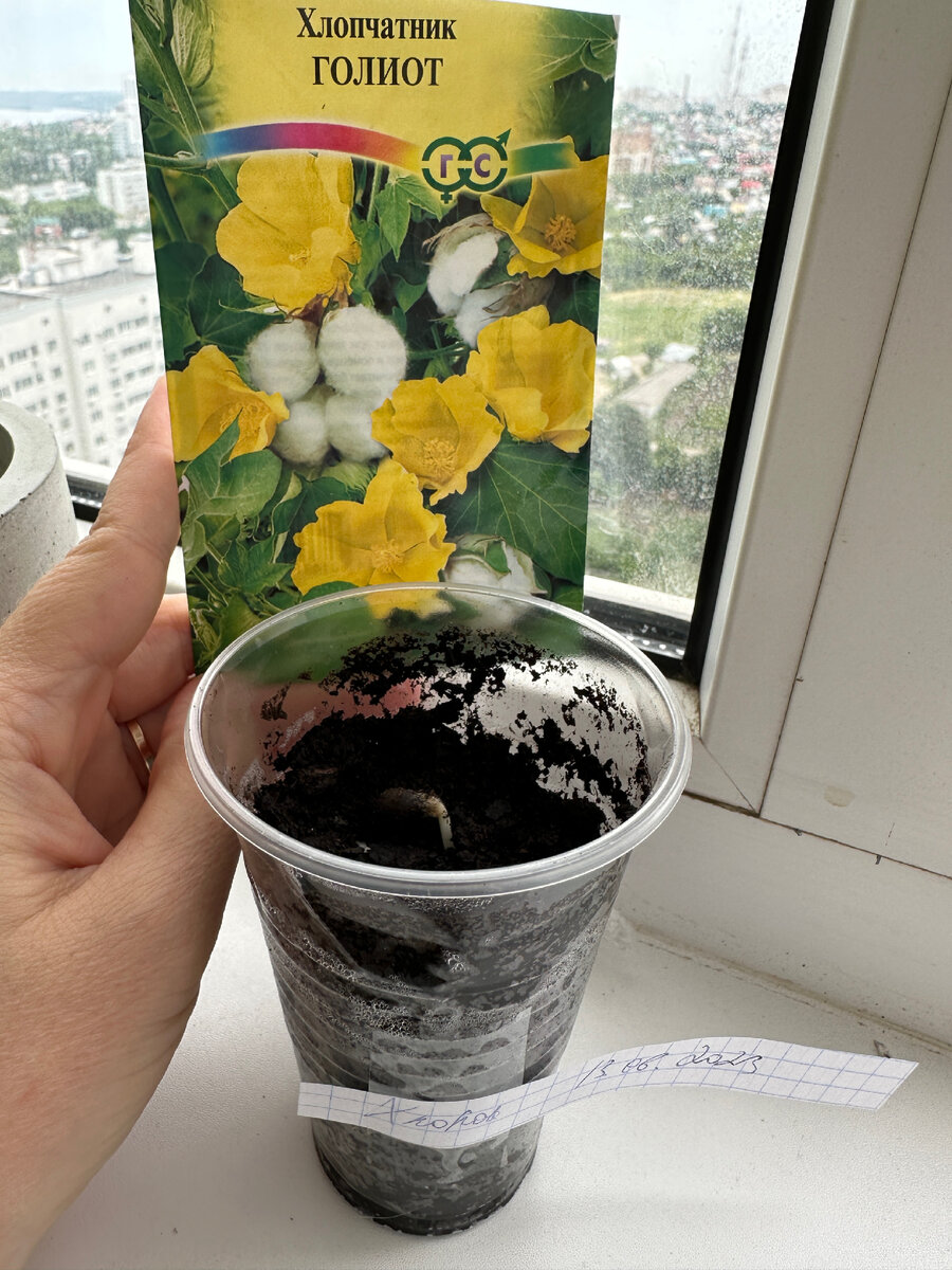 Всходы хлопчатника через день после посадки