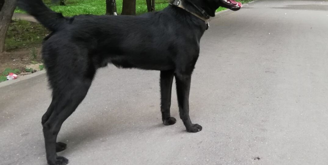 ДОМА! Пёс ещё не знал, что куратор приехала, чтобы сказочка закончилась и начался кошмар