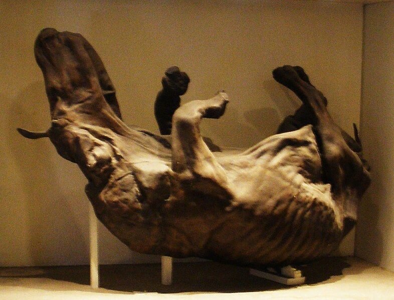 Мумия молодого носорога в Лондонском музее естествознания.