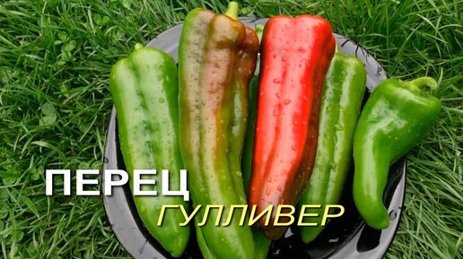 Перец сладкий ГУЛЛИВЕР. Обзор сортов ПЕРЦЕВ!