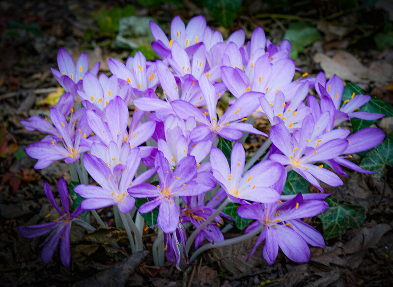 Безвременник великолепный Colchicum speciosum Stev