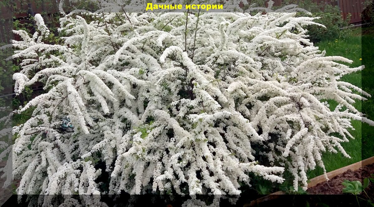 Красивые, а главное не требующие вообще никакого ухода, декоративные ...