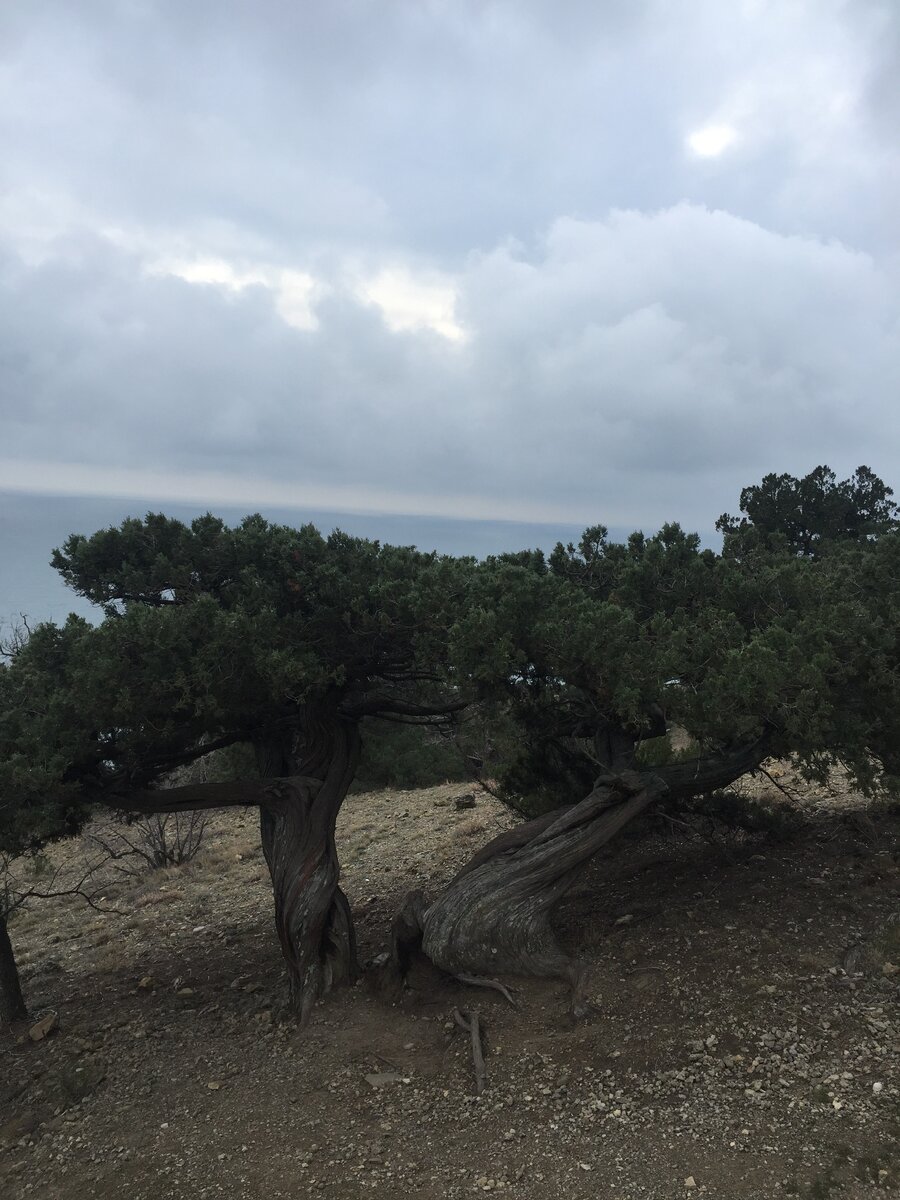 Можжевельник 