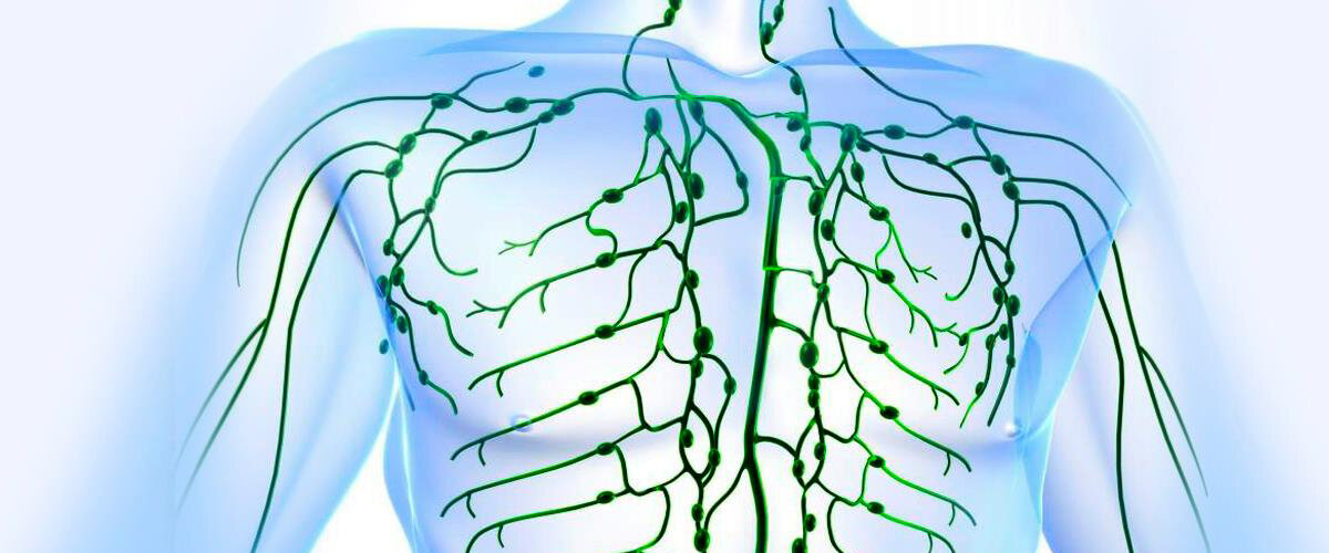 Лимфоузлы в теле человека.