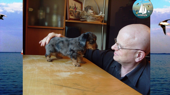 такса Лара,2 месяца, личное фото