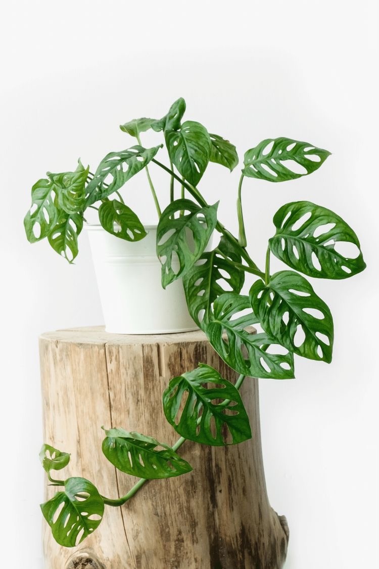 Monstera Adensonii