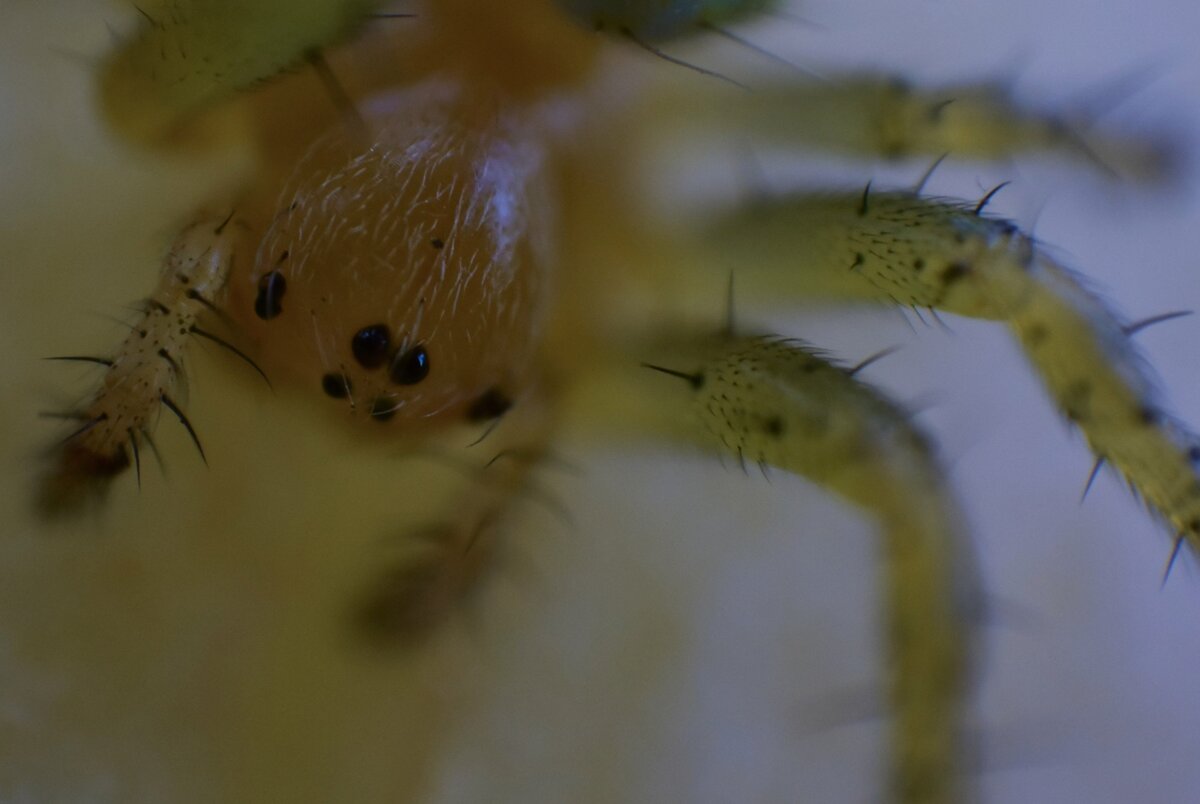 Извините если у вас рахнофобия 