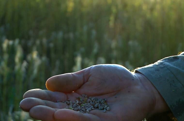 Одним словом конопля - культура ценная во многих отношениях.