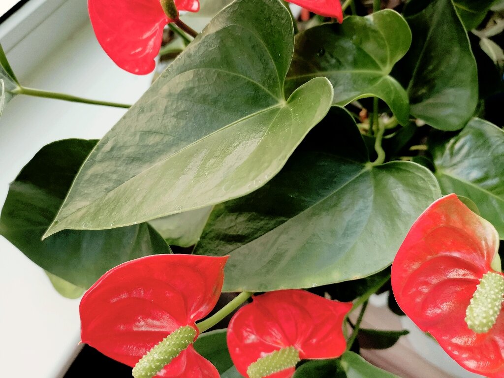 Листья антуриума