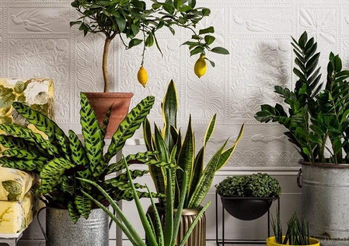 Следите за красотой и здоровьем ваших растений