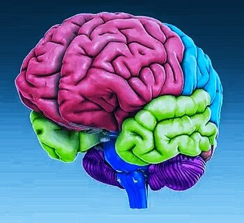 Карта мозга