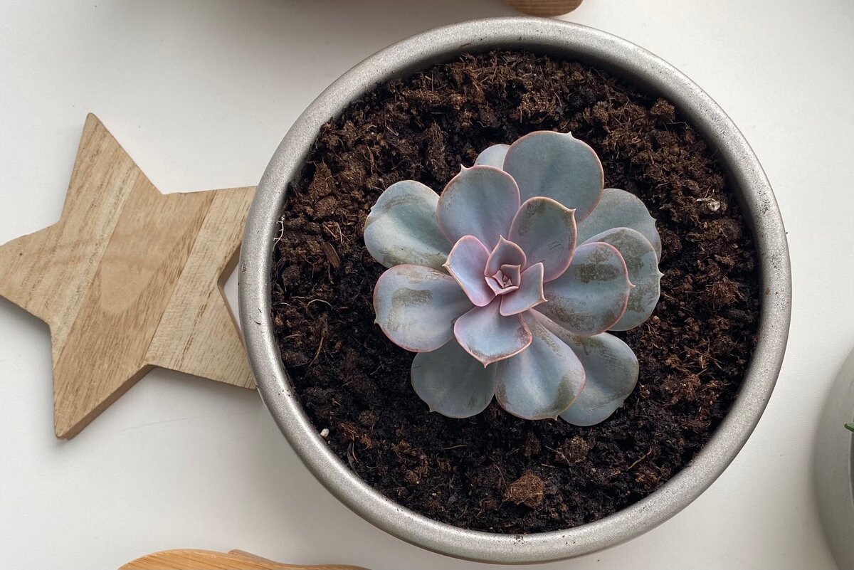 Echeveria 'Yamato Mini'. Как ухаживать за эхеверией. Эхеверия пересадка