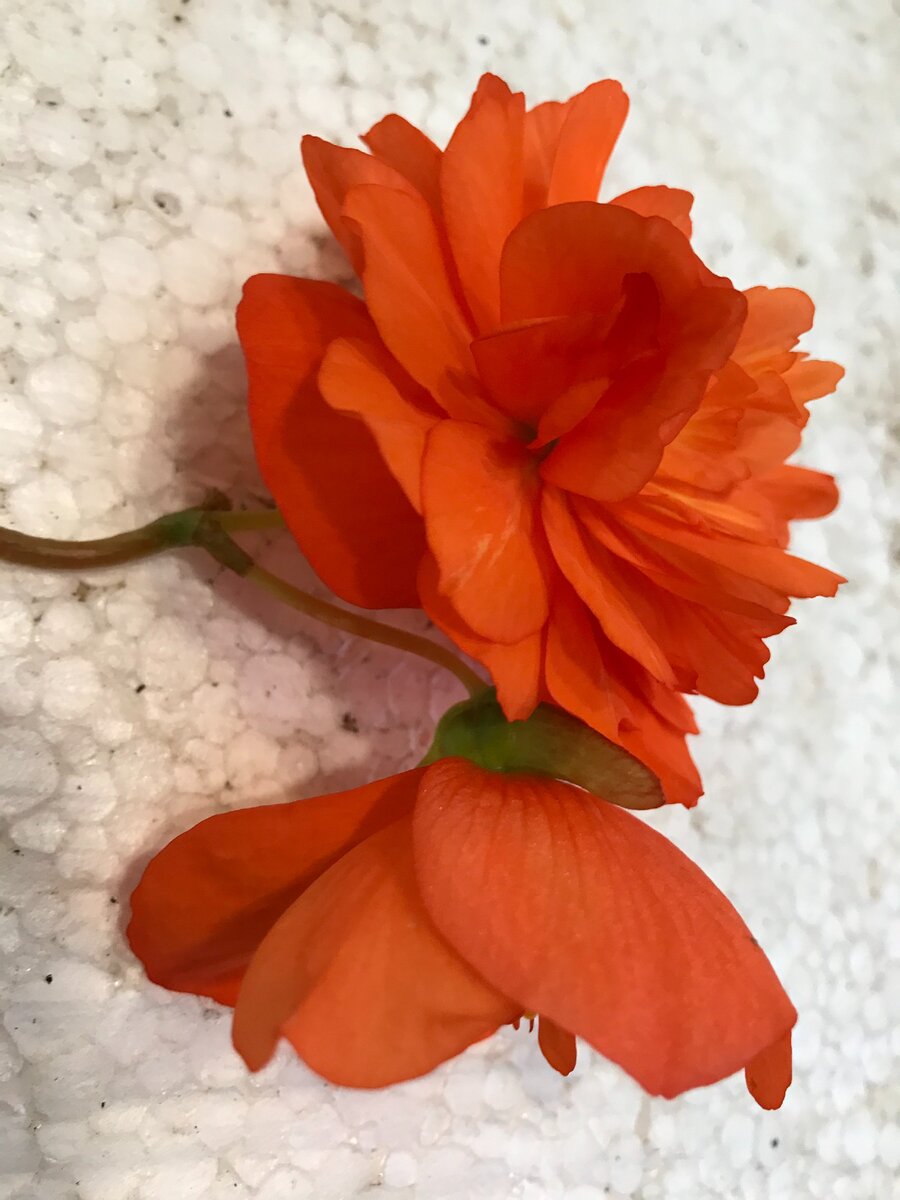 махровый цветок - мужской, простой цветок с семенной коробочкой - женский