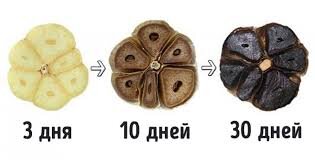 Процесс ферминтации чеснока