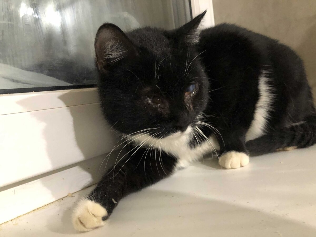 Лапочка у меня дома