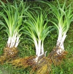 Яндекс картинки.