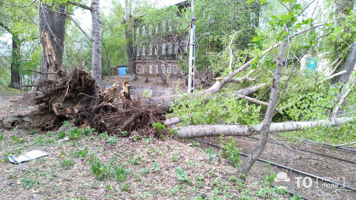 Тополиный пух, жара, июль. Почему в городах СНГ повсюду растут тополя