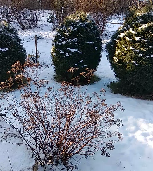 За туями граница между участками. Летом стрижем газон газонокосилкой.