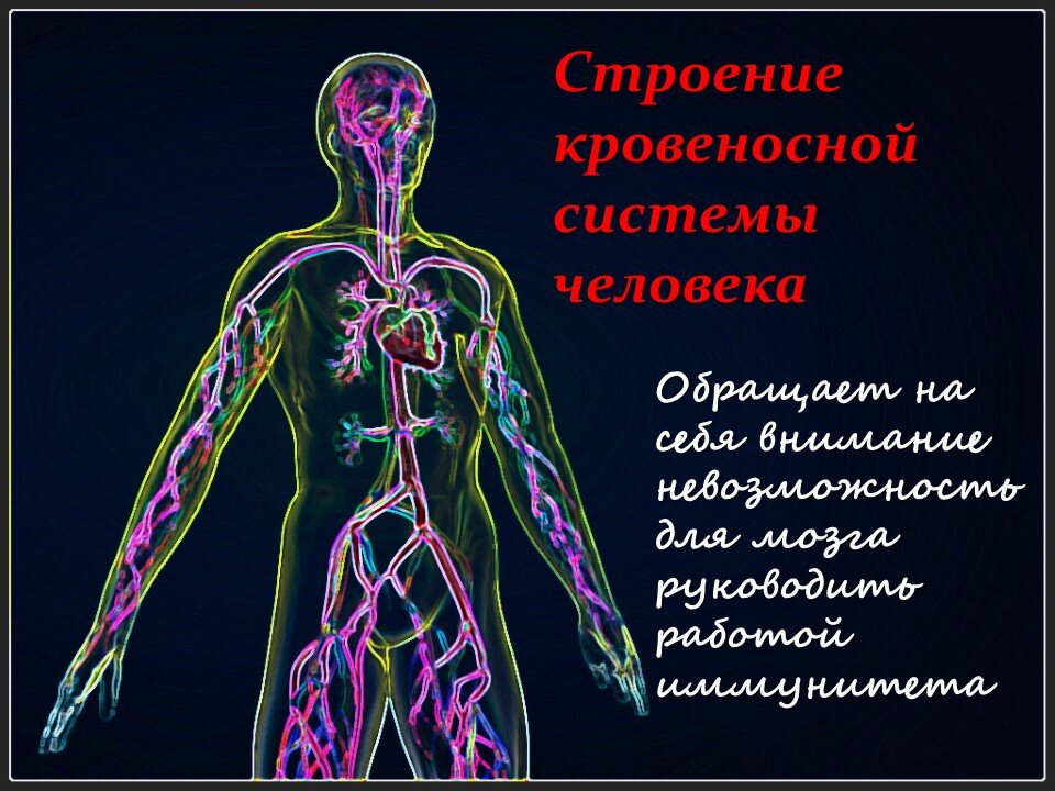 Кровеносная система. Фото с сайта fotofree.ru, модифицировано автором.