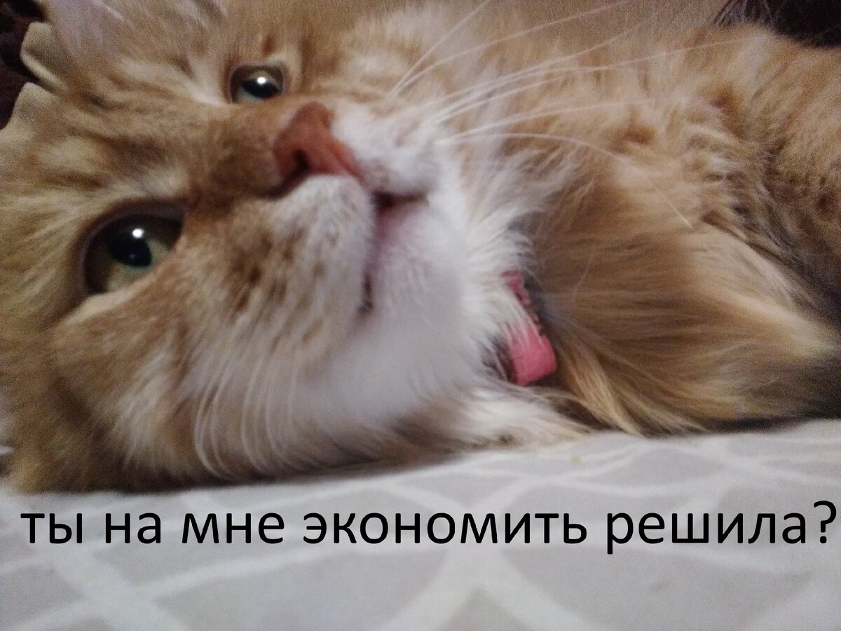 кот не в восторге