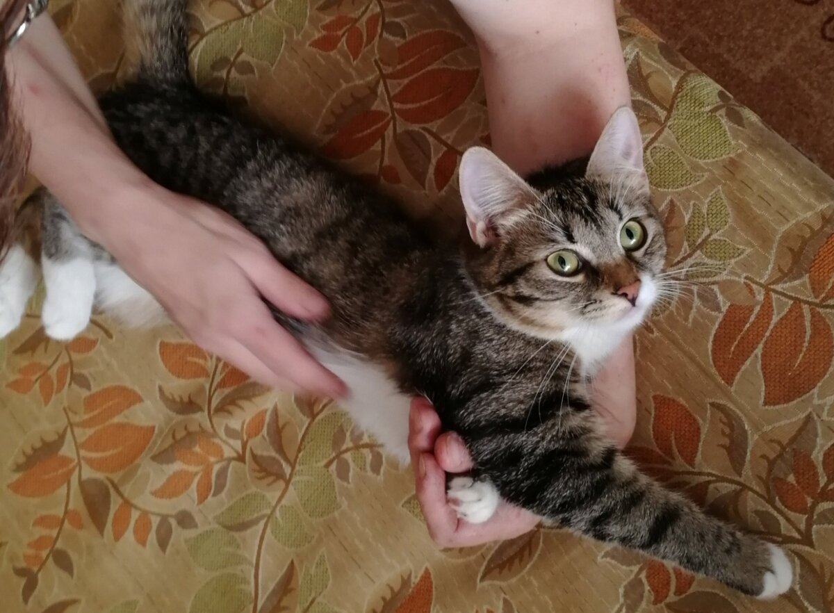 Кошка дворовой породы.