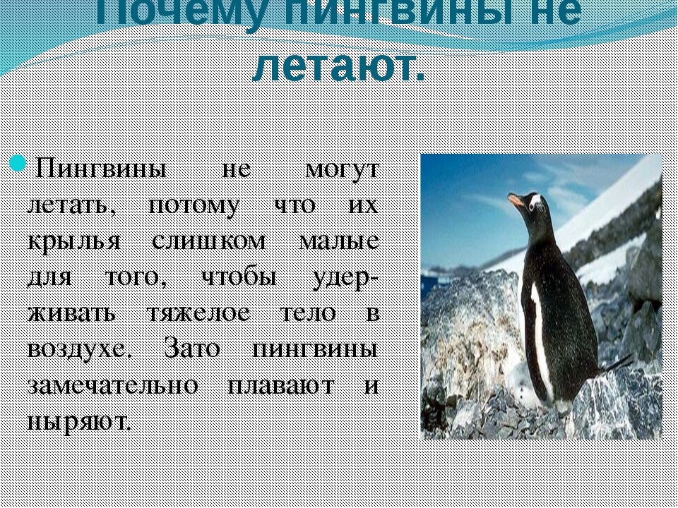 Летать отчего. Почему пингвины не летают. Рассказ о пингвине. Сообщение о птице которая не летает. Пингвин 1 класс.