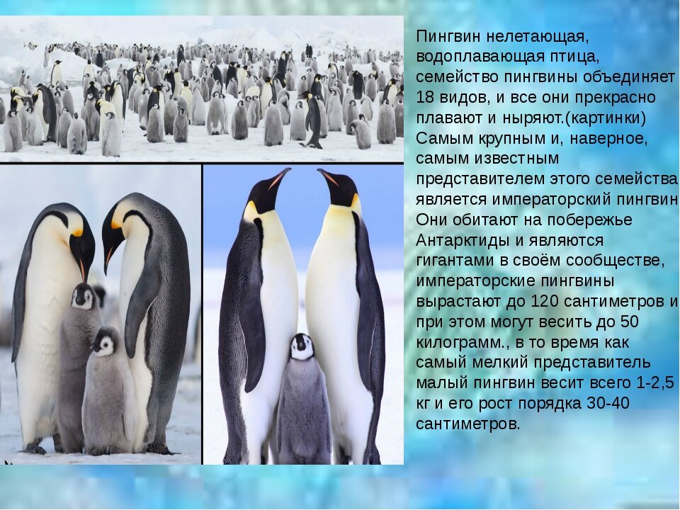Пингвины удивительные птицы антарктиды проект 5 класс