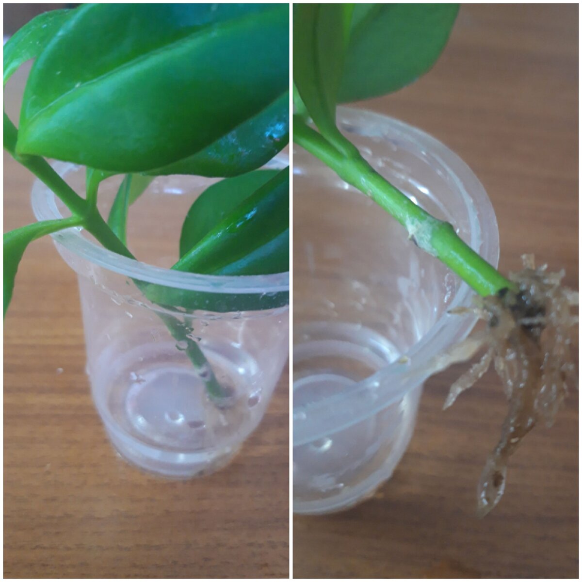    Укоренение в воде