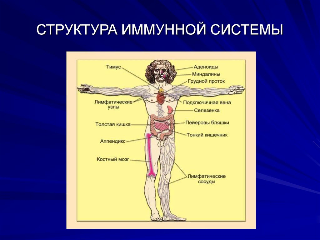 Иммунная система человека. Иммунная система анатомия. Строение иммунной системы. Структурная организация иммунной системы.