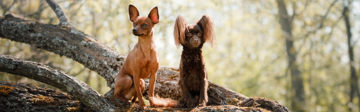 Русские той-терьеры