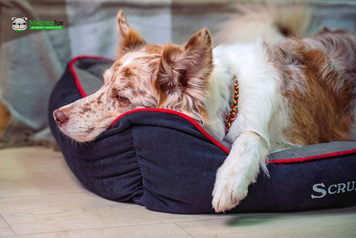 фото интернет-магазина Мистер Гав. Бордер колли Айс