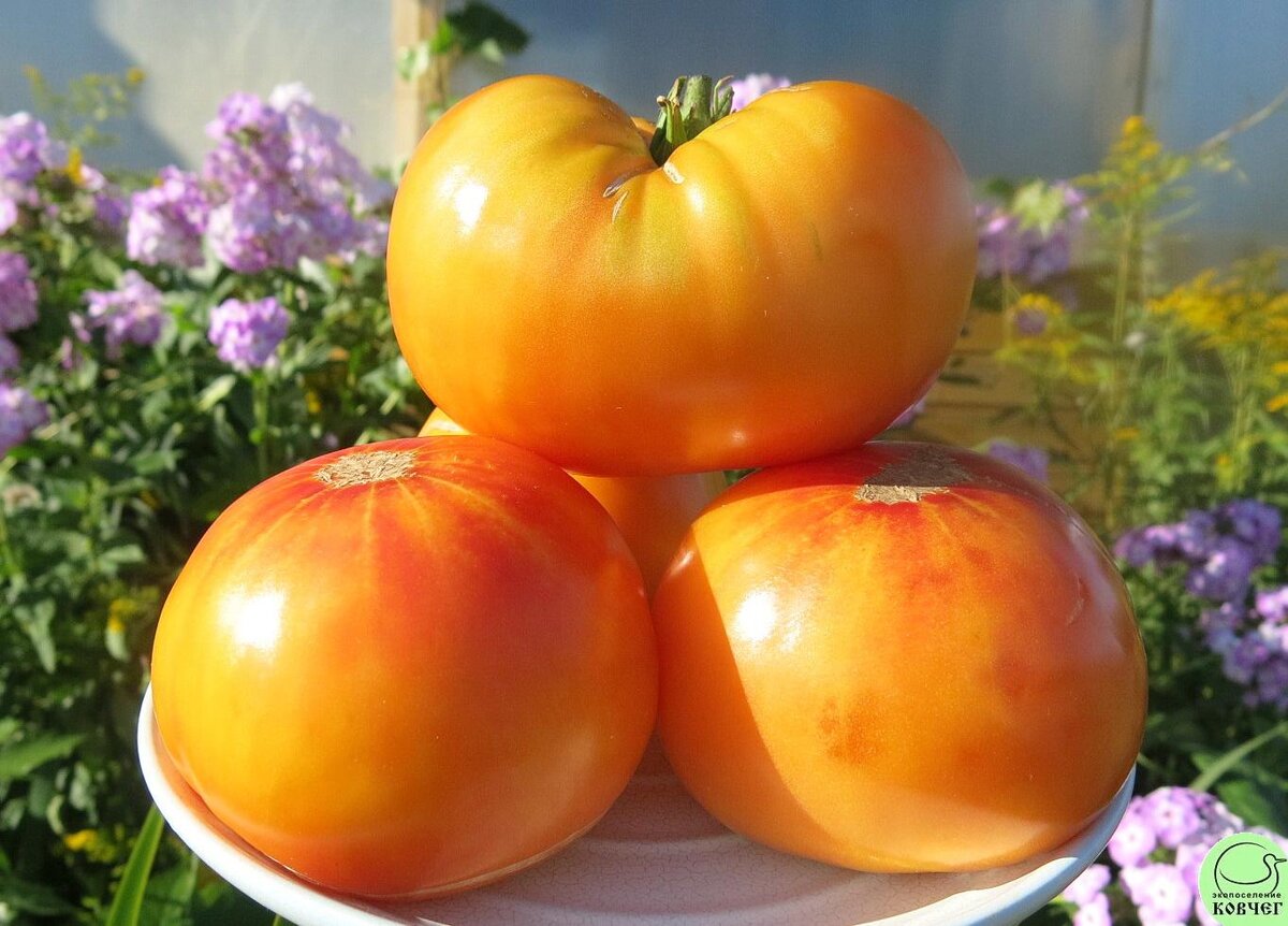 Загадка природы. 