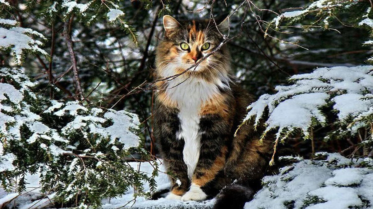 Пестрая зима. Сибирский Лесной кот. Норвежский Лесной кот. Рысь Лесная кошка. Кот в лесу.