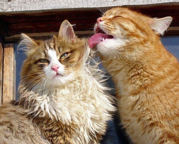 фото использовано в качестве иллюстрации. Источник "Яндекс.Картинки"