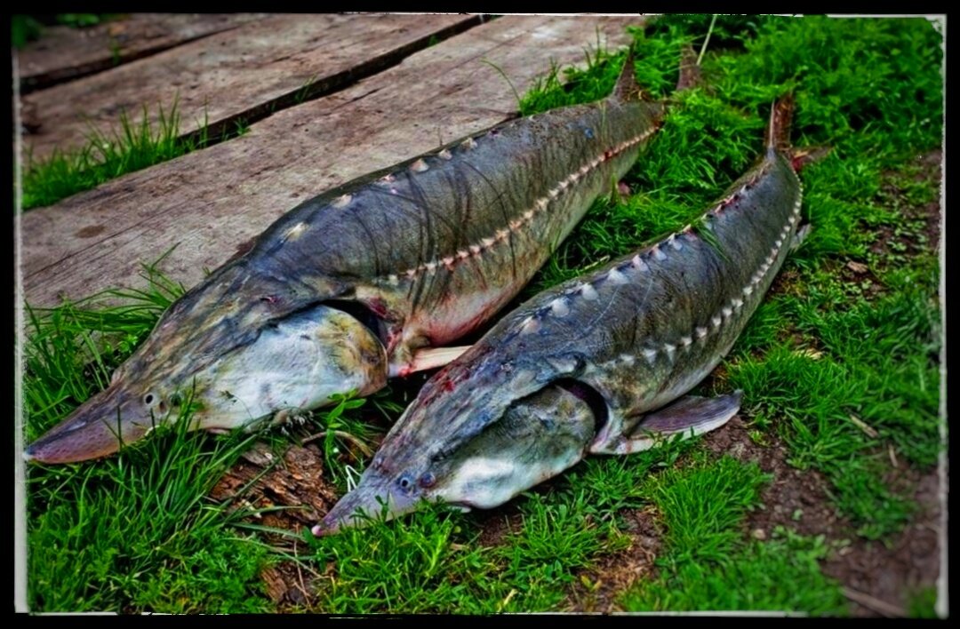 Вкусные рыбные блюда: простые рецепты из рыбы на праздники I zelgrumer.ru