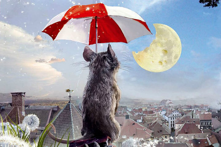 Источник: https://eksmo.ru/selections/smotrim-i-chitaem-tsvety-dlya-eldzhernona-deniela-kiza-ID14748479/