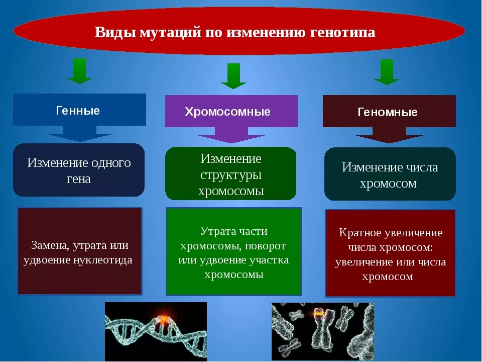 Мутации по генотипу. Типы генных мутаций. Генные хромосомные и геномные мутации. Генные хромосомные и геномные мутации примеры. Генные геномные хромосомные мутации таблица.
