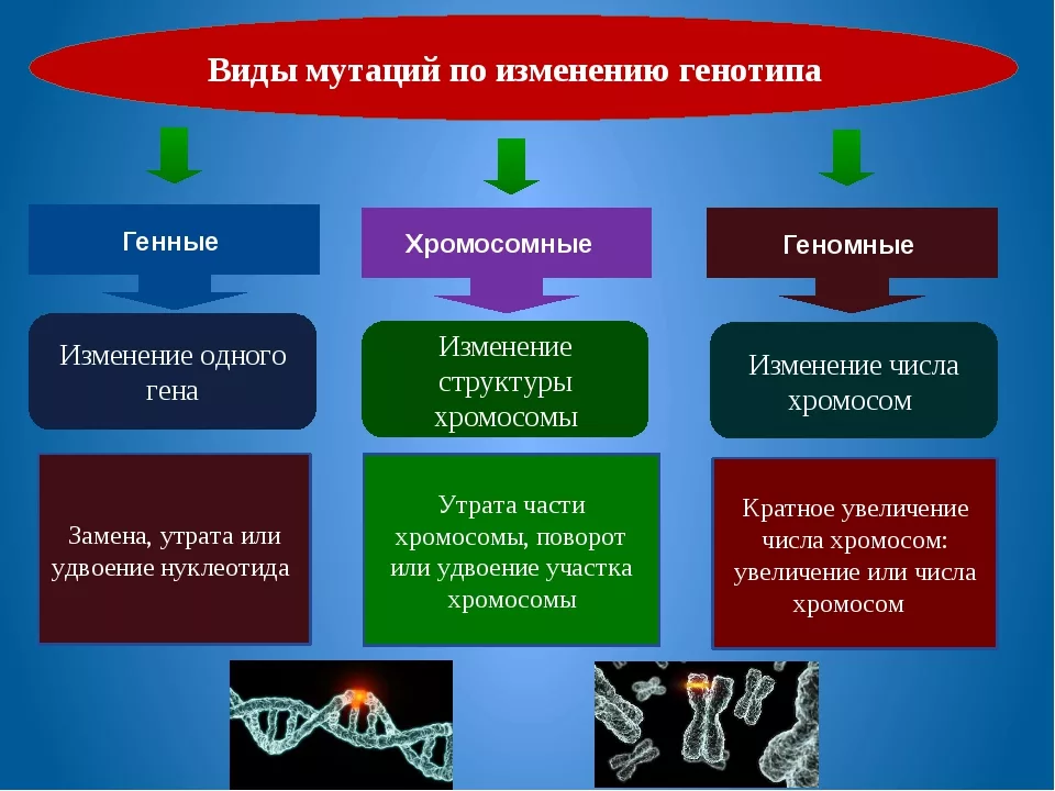 Типы мутаций. Генные хромосомные и геномные мутации примеры. Типы мутаций генные хромосомные геномные. Генные геномные хромосомные мутации таблица. Генные хромосомные геномные му ации.