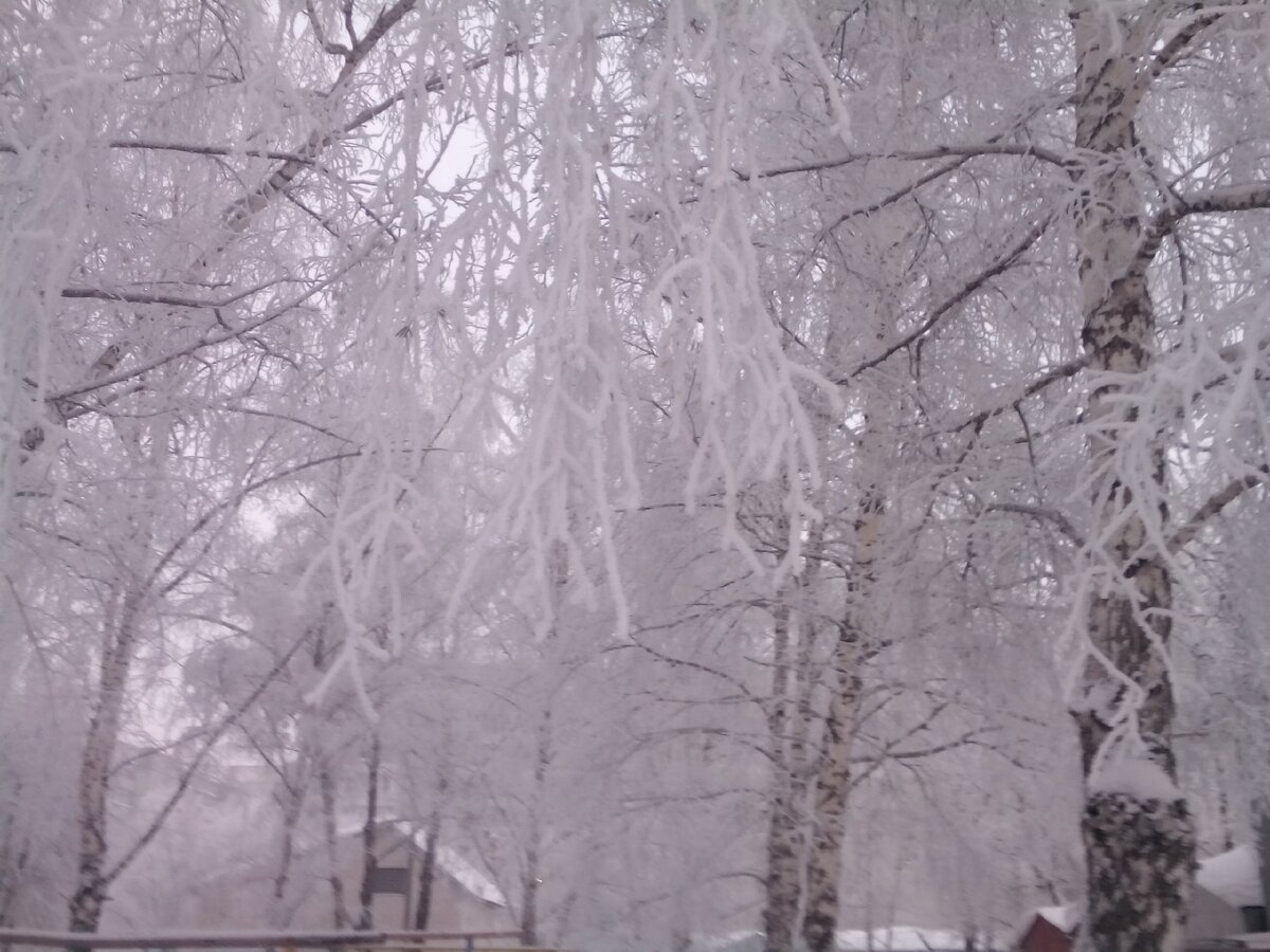 Куржак (иней) покрыл все деревья