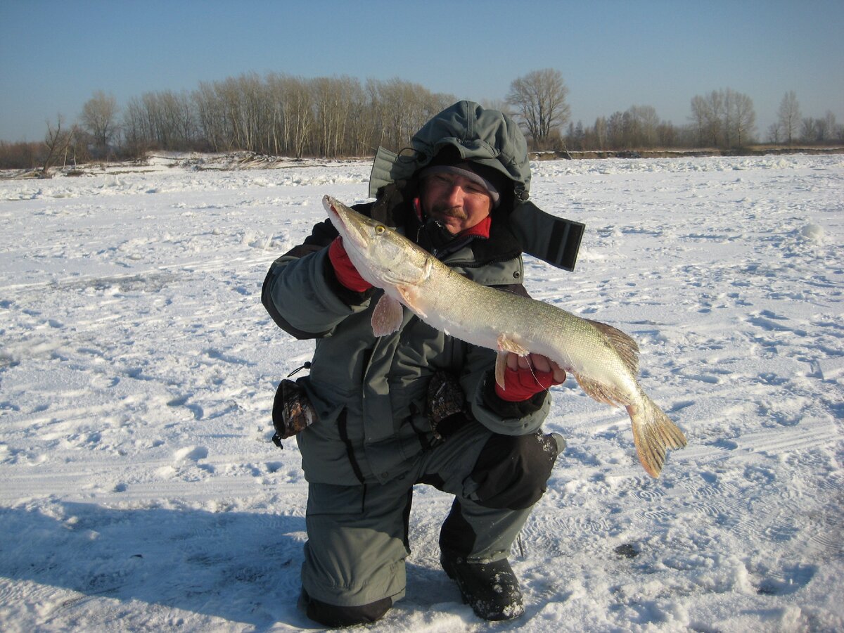 Чаще всего на мели попадается щука. Фото автора.
