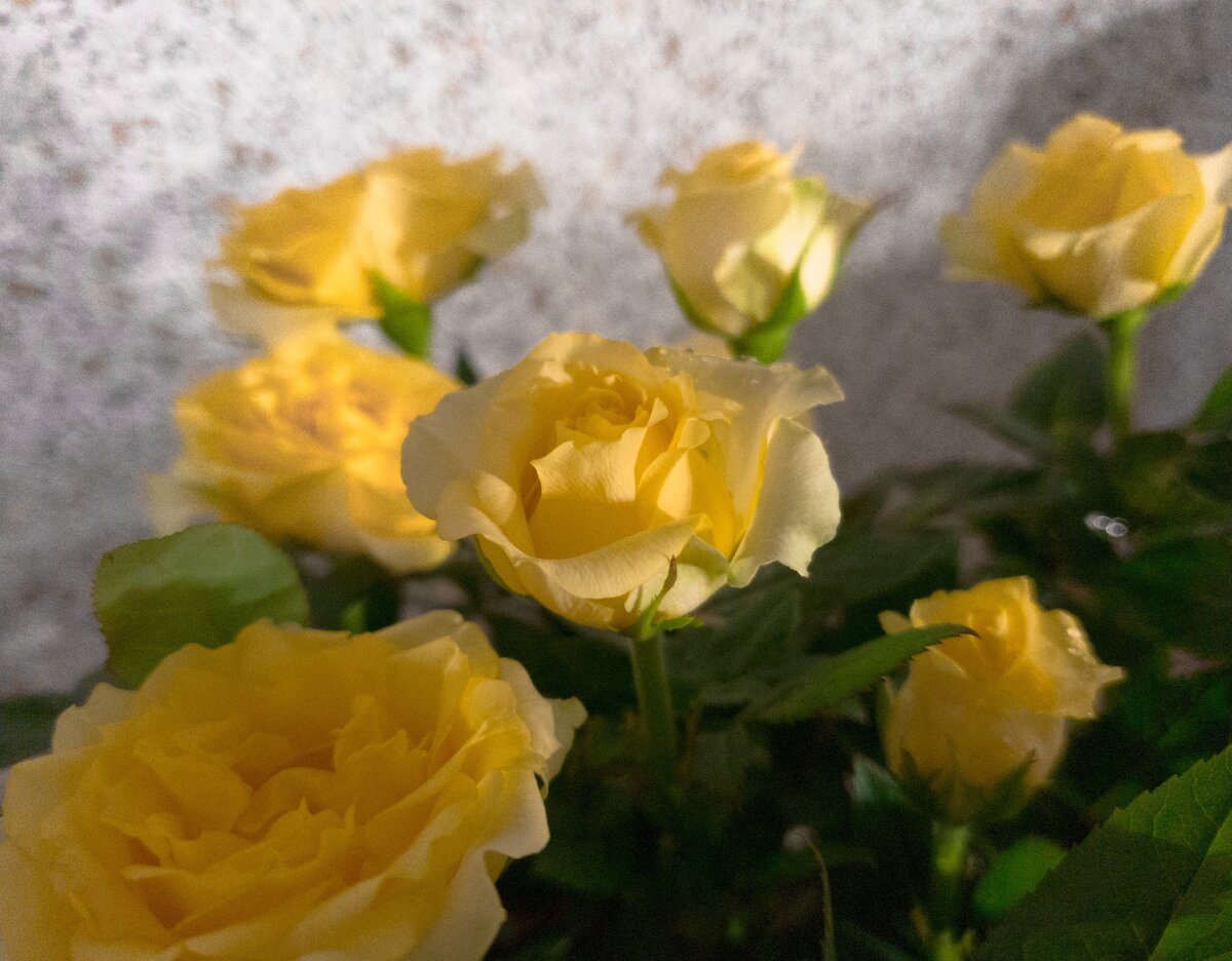 Роза Кордана - уход дома и цветение даже зимой | Ленины цветочки | Дзен