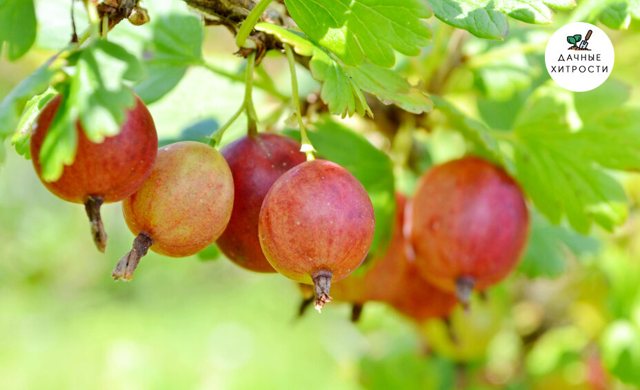 Для получения обильного урожая эта ягода требует тщательного ухода