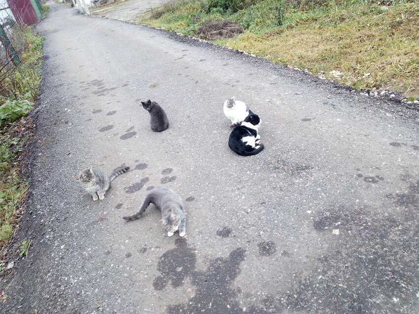 Дорога к дачи