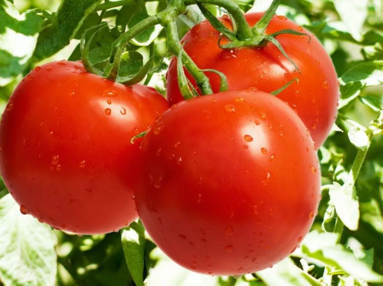 Помидоры