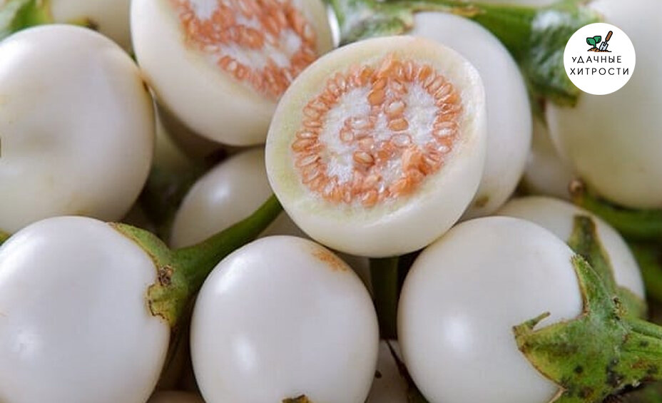 Белый баклажан отличается по вкусу от своего прародителя
