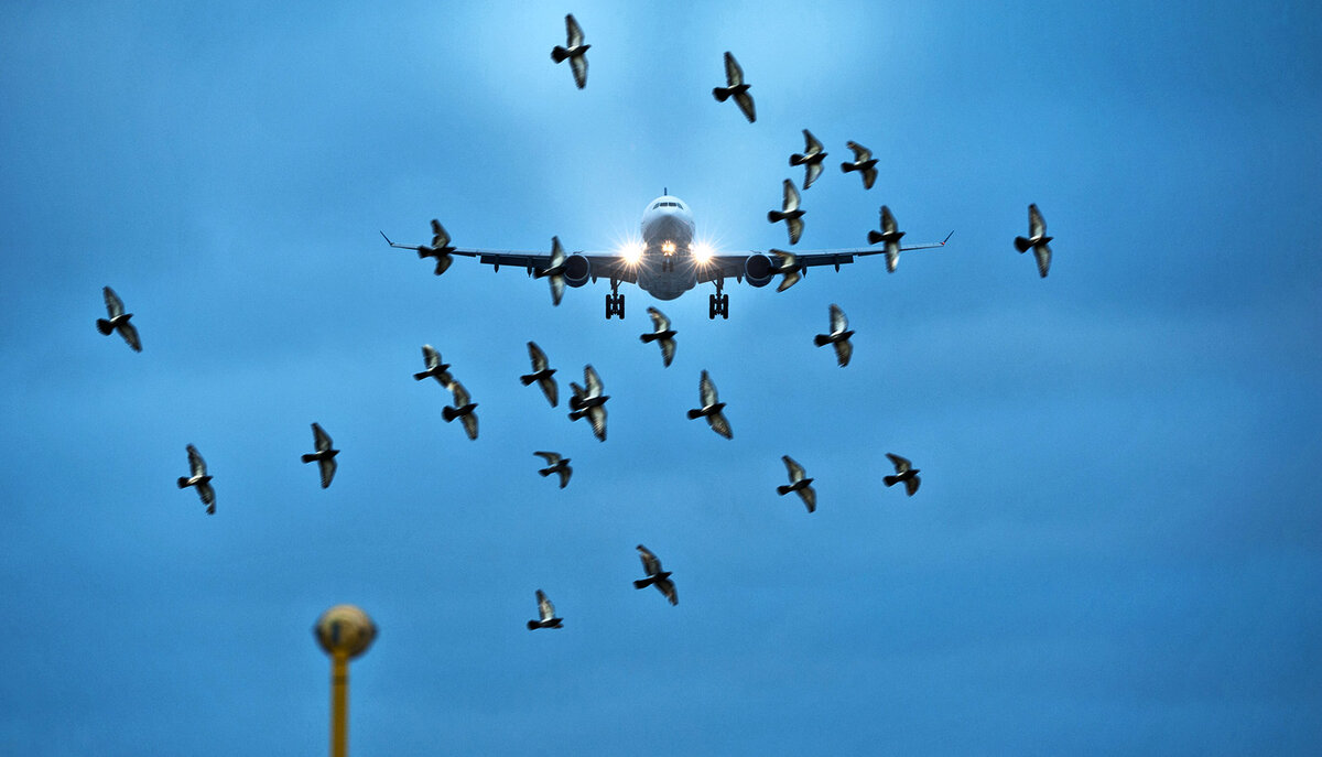 аэропорт птица
