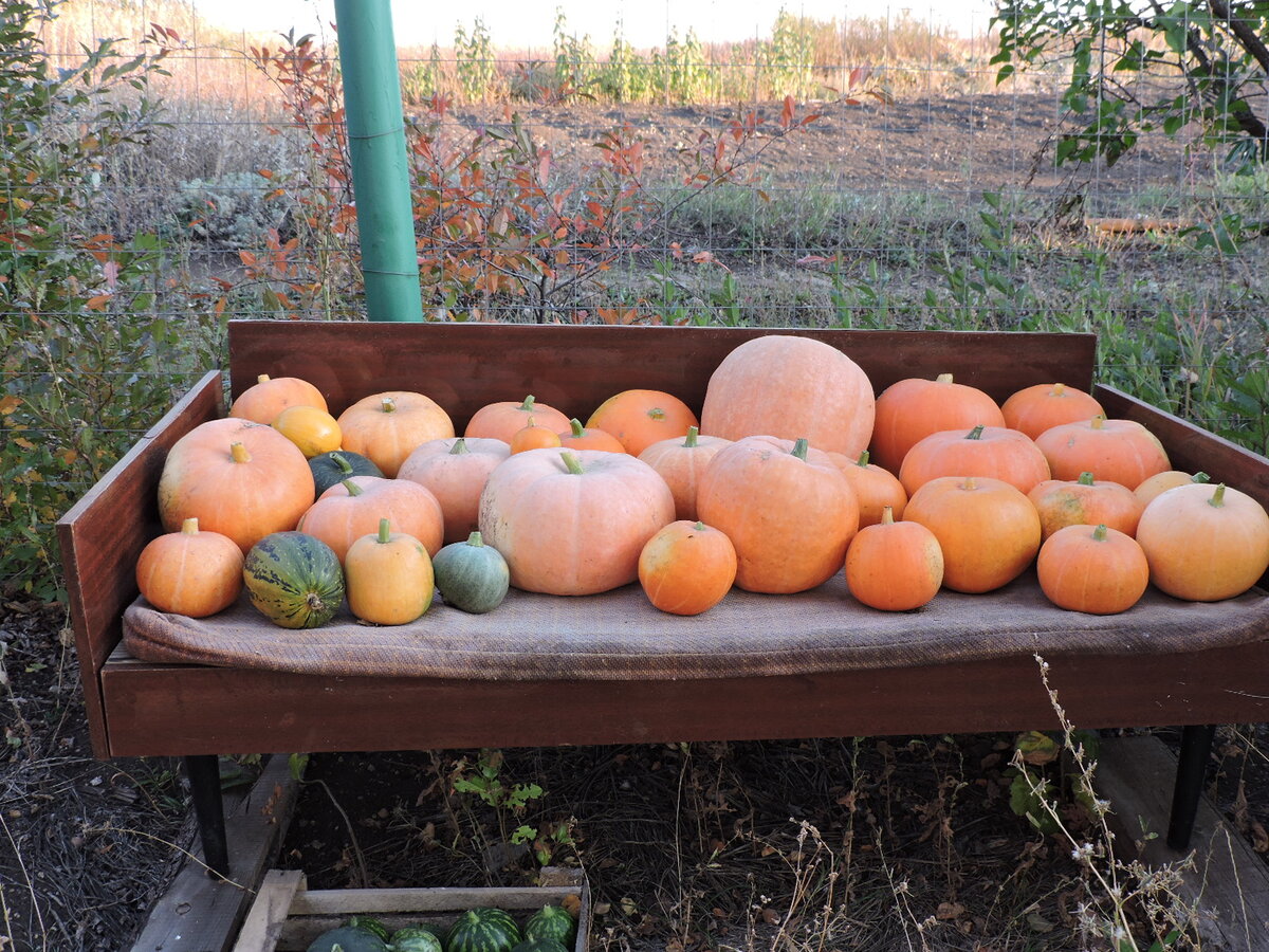 Урожай тыквы в 2020 году.