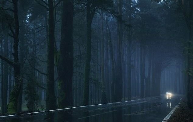 В лесу небезопасно, особенно ночью