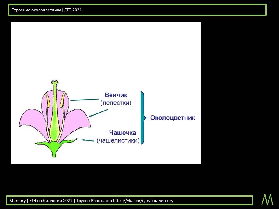 Околоцветник на диаграмме. Строение околоцветника. Чашечковидный околоцветник. Цветок с двойным околоцветником. Околоцветник лилии.